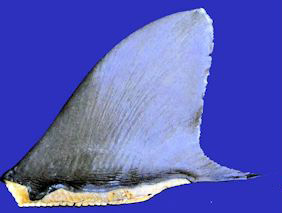 Carcharhinus falciformis _08.jpg